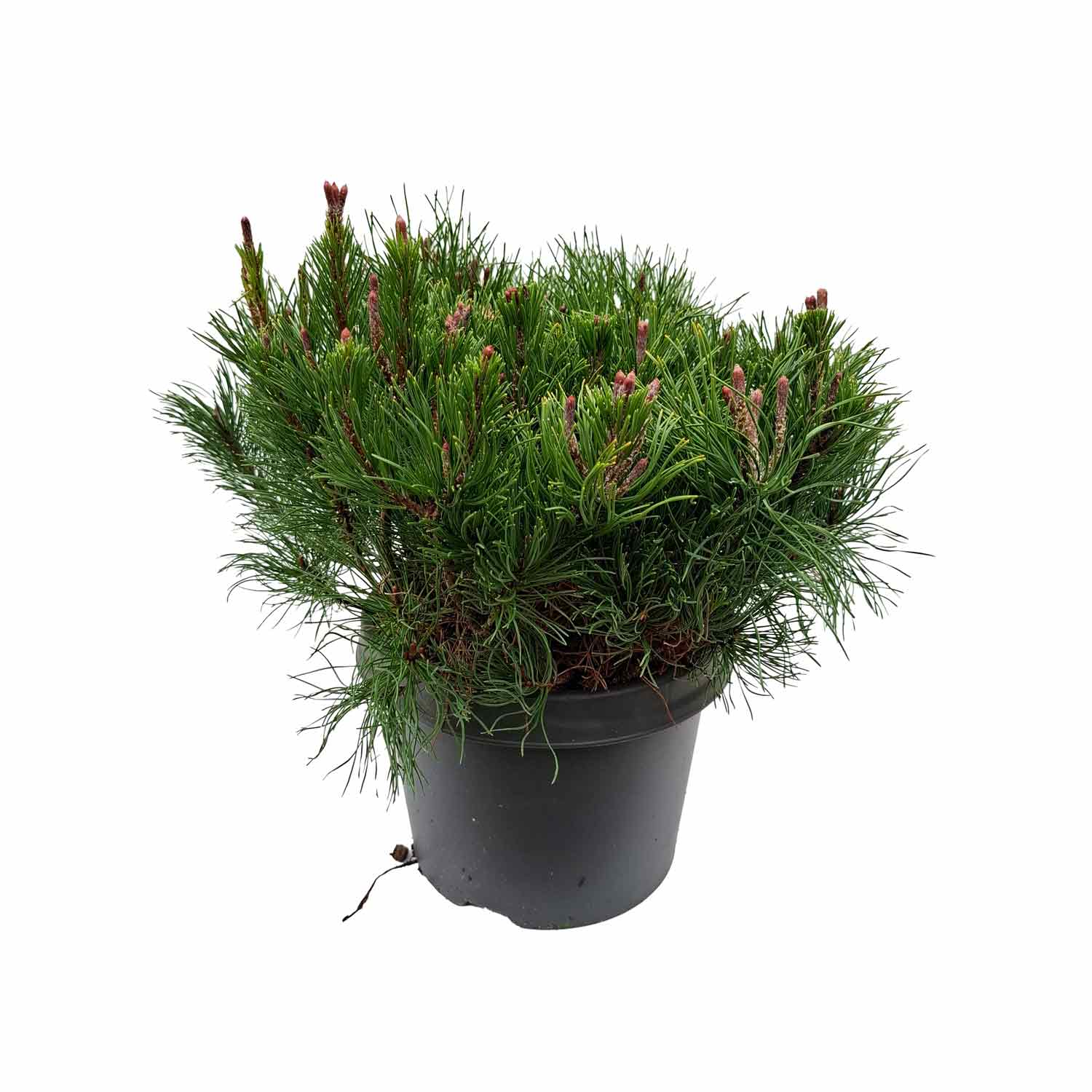 Pinus mugo mugo C5 30-40 CM