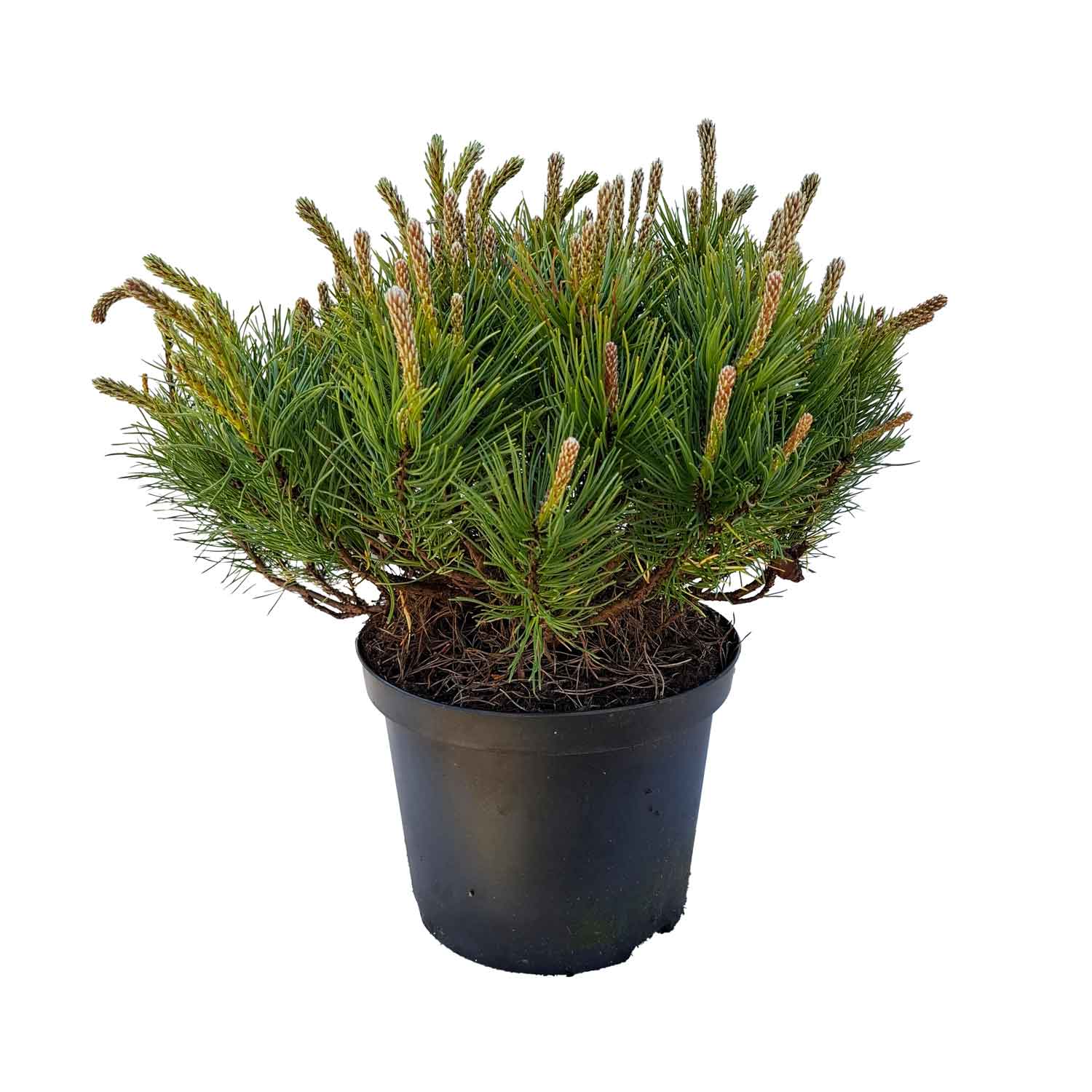 Pinus mugo pumilio 30/-   C5