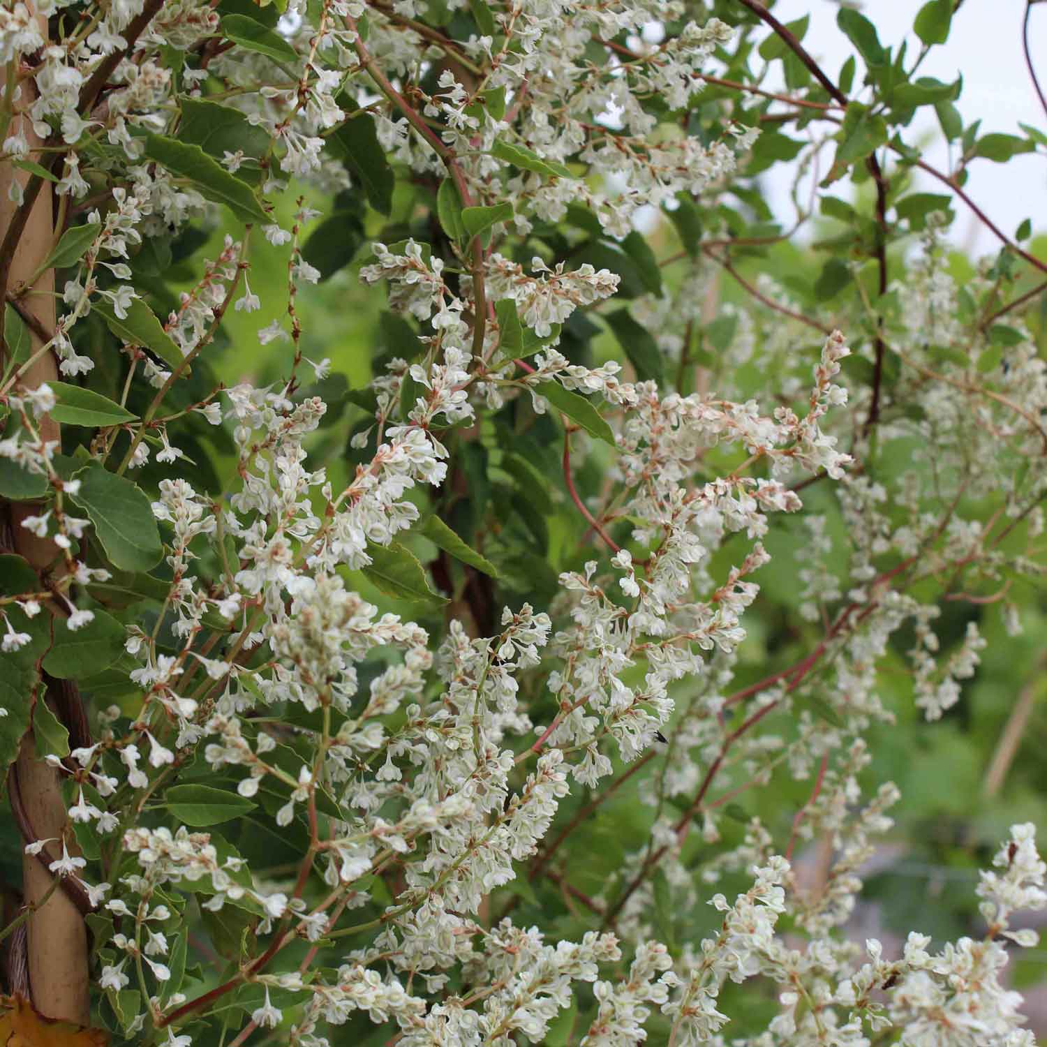 Polygonum aubertii C2,3 60- 100