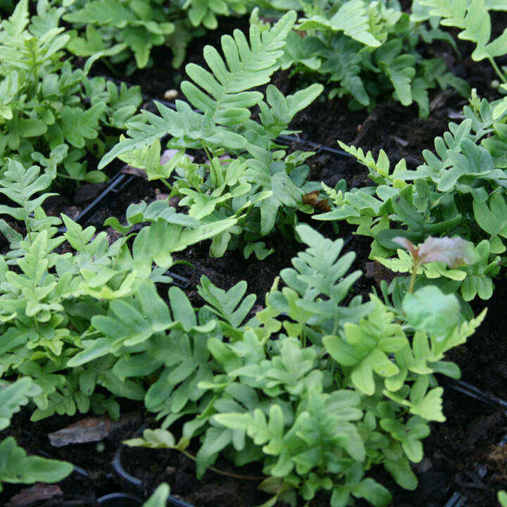 Polypodium vulgare