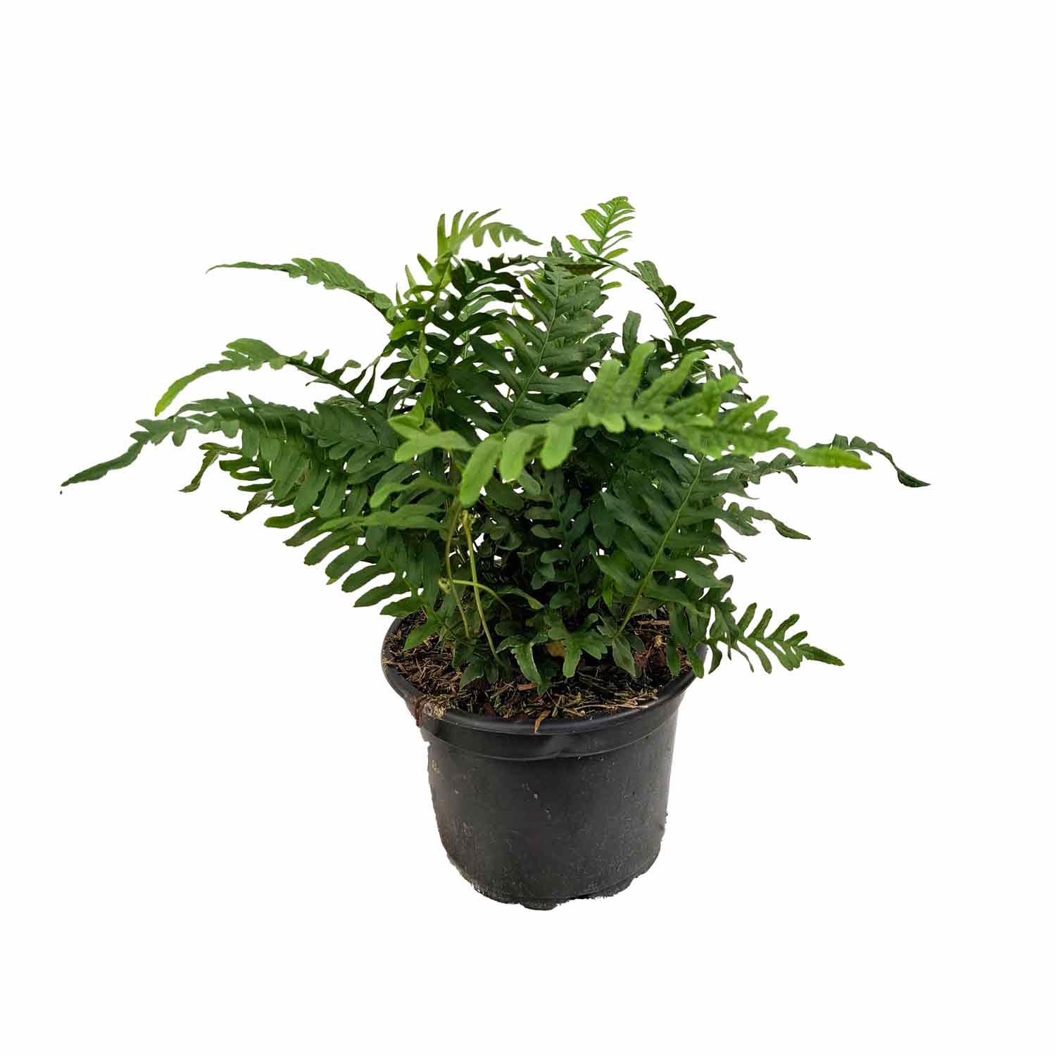 Polypodium vulgare 2L