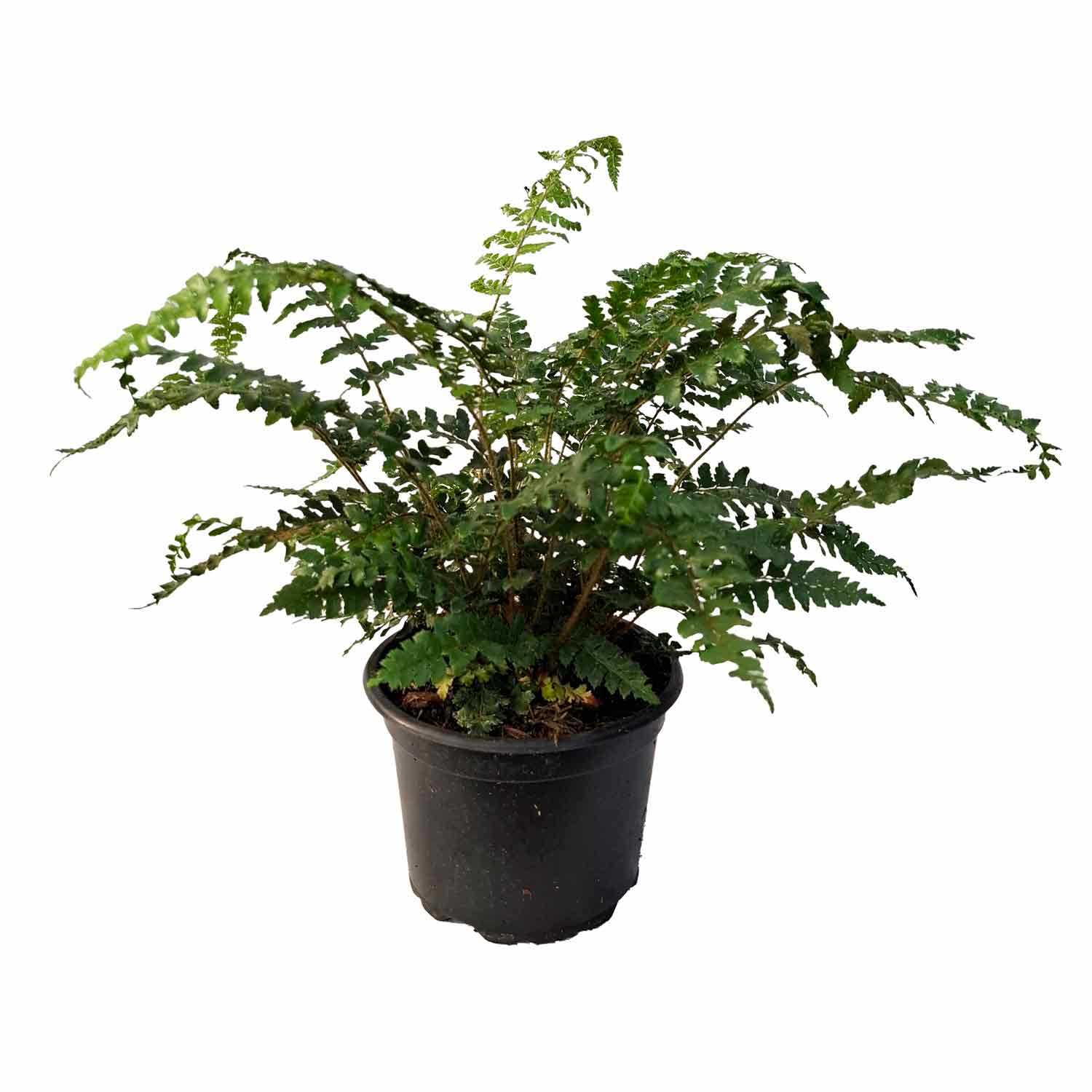 Polystichum polyblepharum 2L
