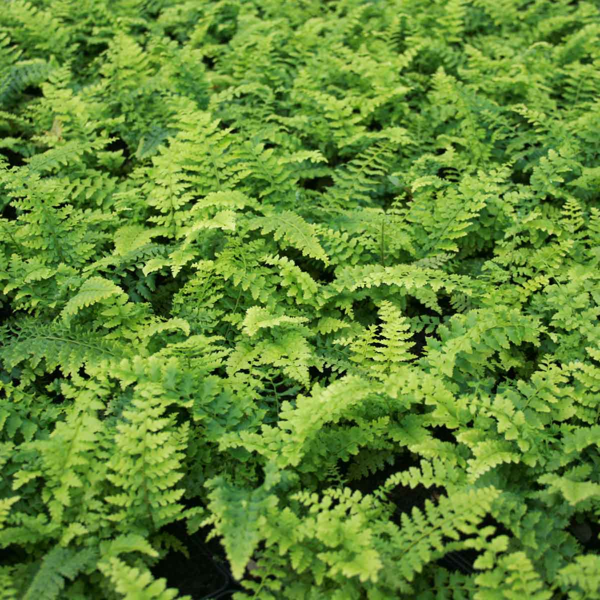 Polystichum set. 'Dahlem' P9