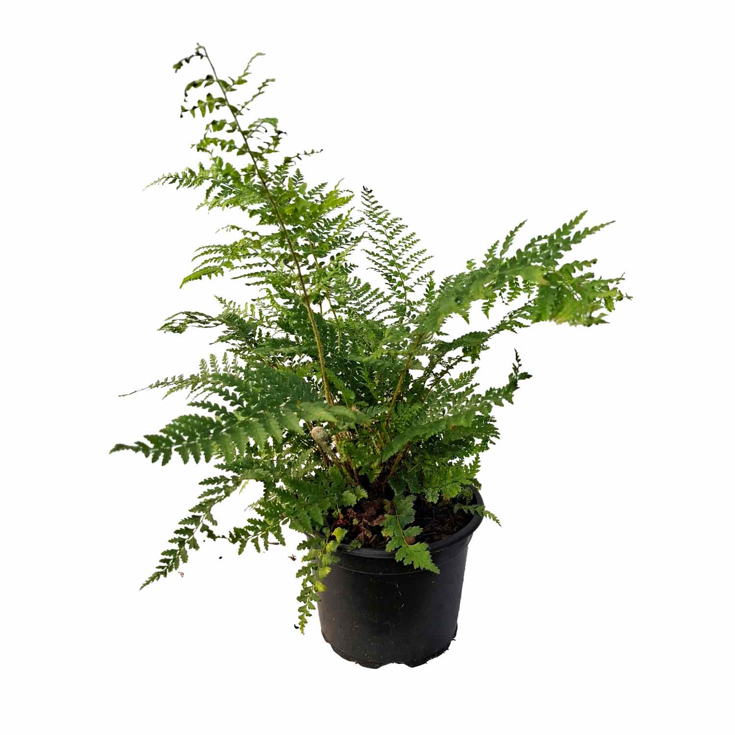 Polystichum setiferum 2L