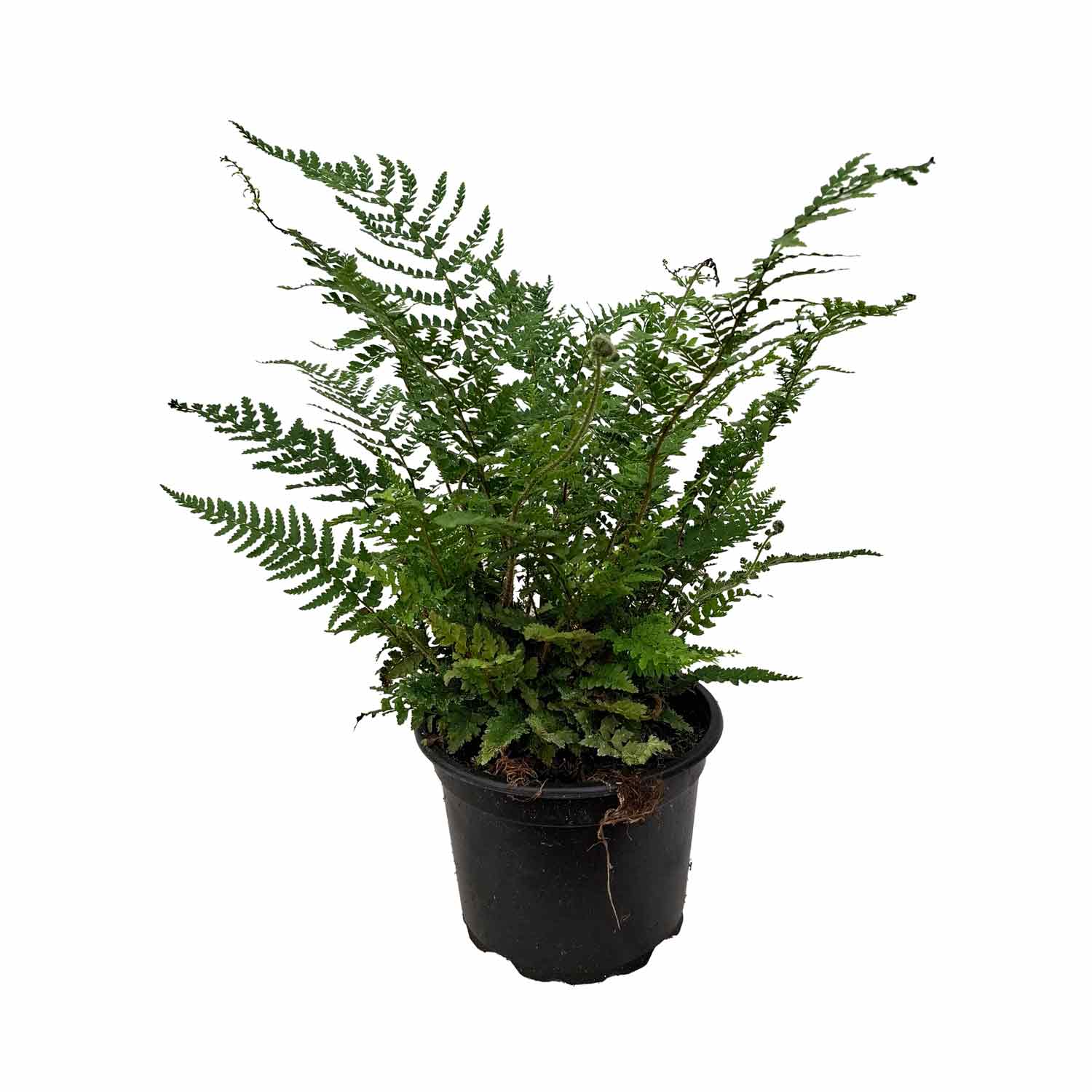 Polystichum setiferum 'Dahlem' 2L