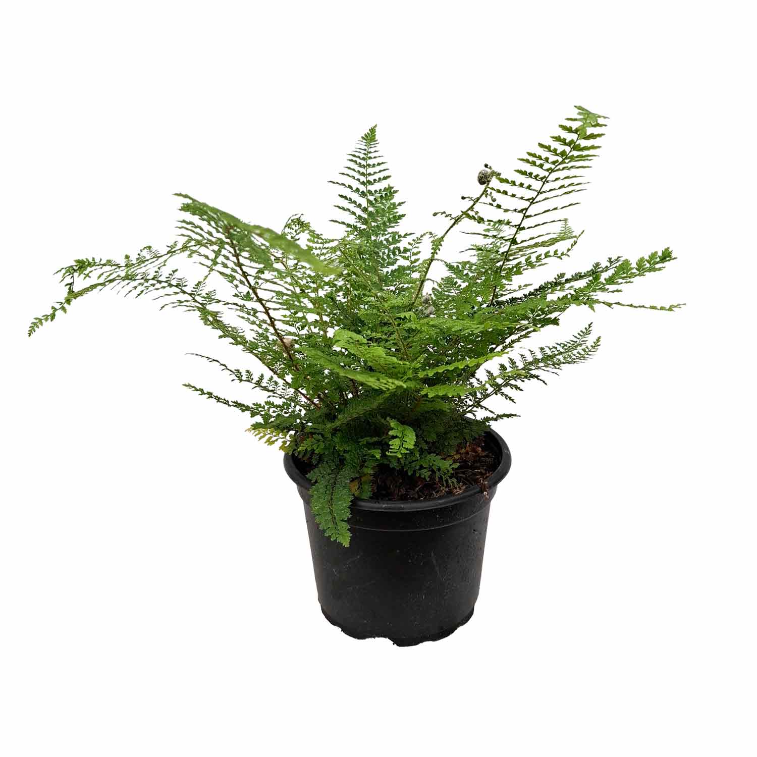 Polystichum setiferum 'Herrenhausen' 2L