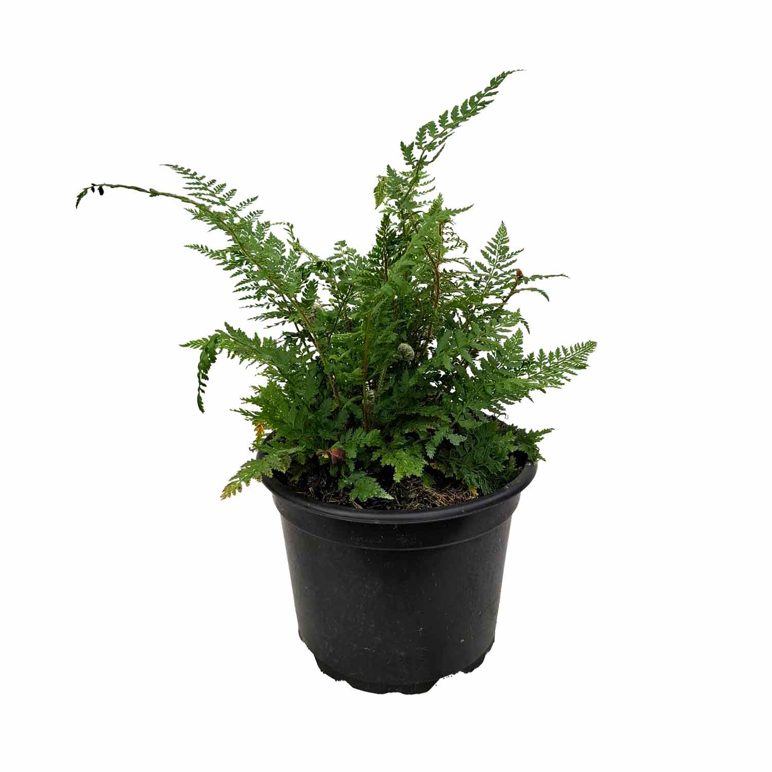 Polystichum setiferum 'Proliferum' 2L