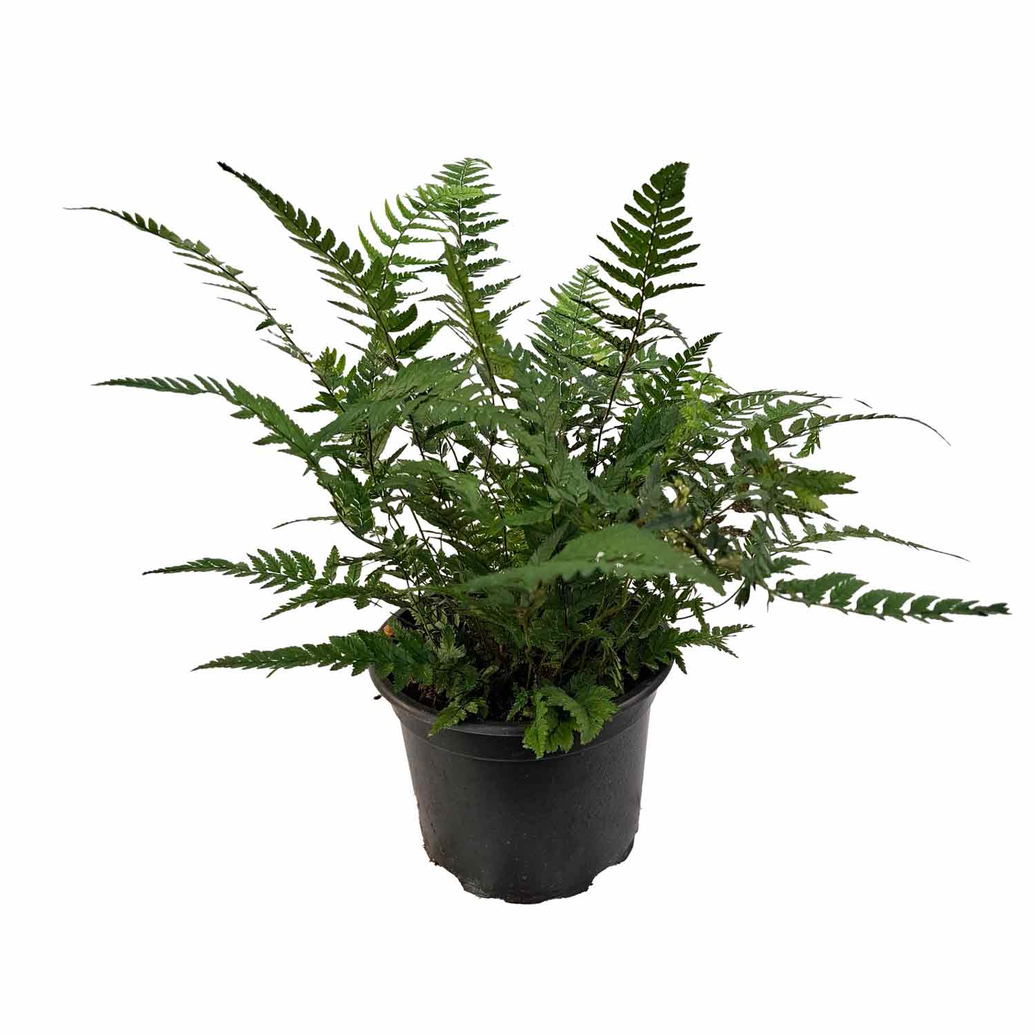 Polystichum tsussimense 2L
