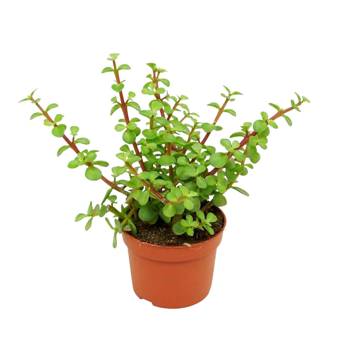 Portulacaria afra 10,5cm