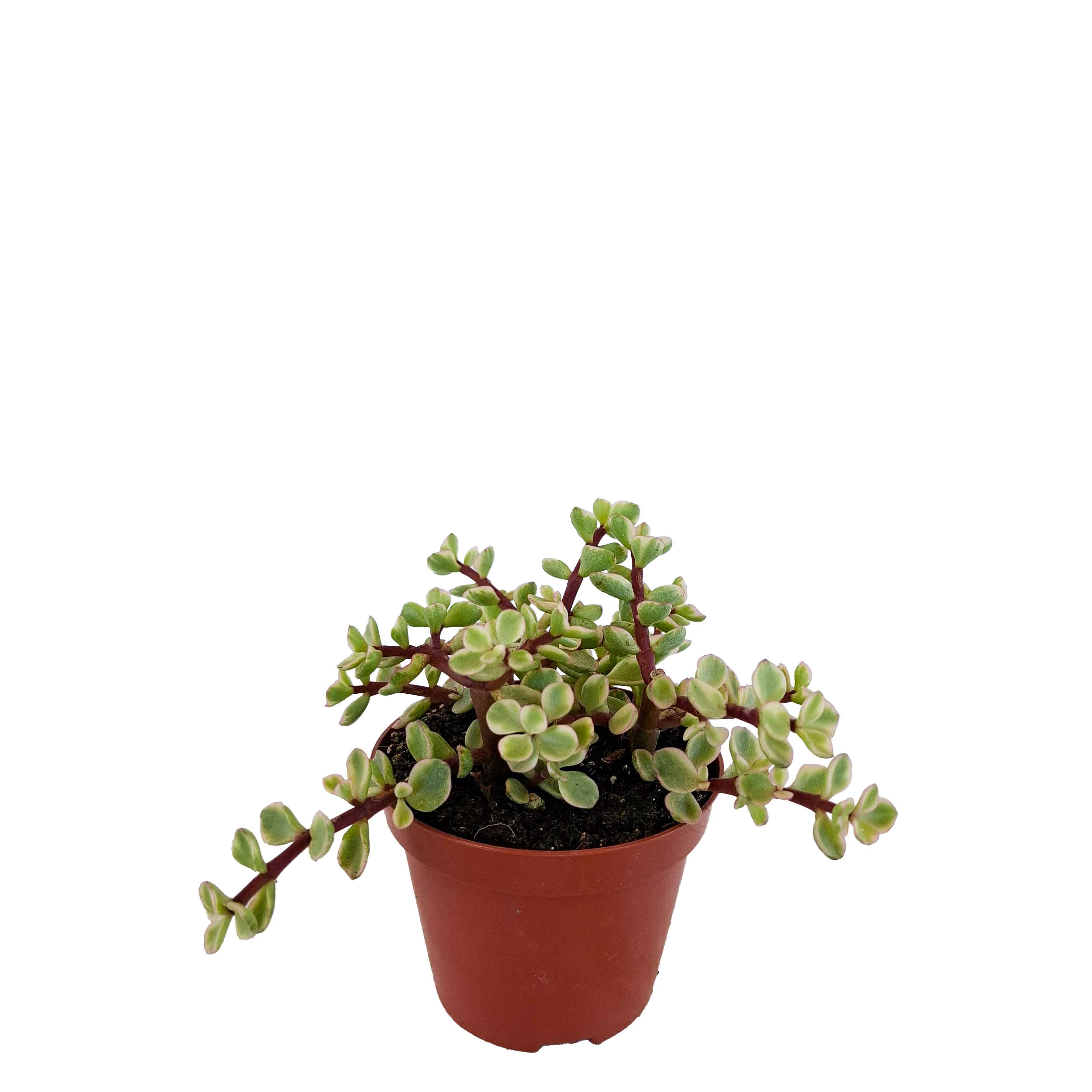 Portulacaria afra 'Variegata' 11cm