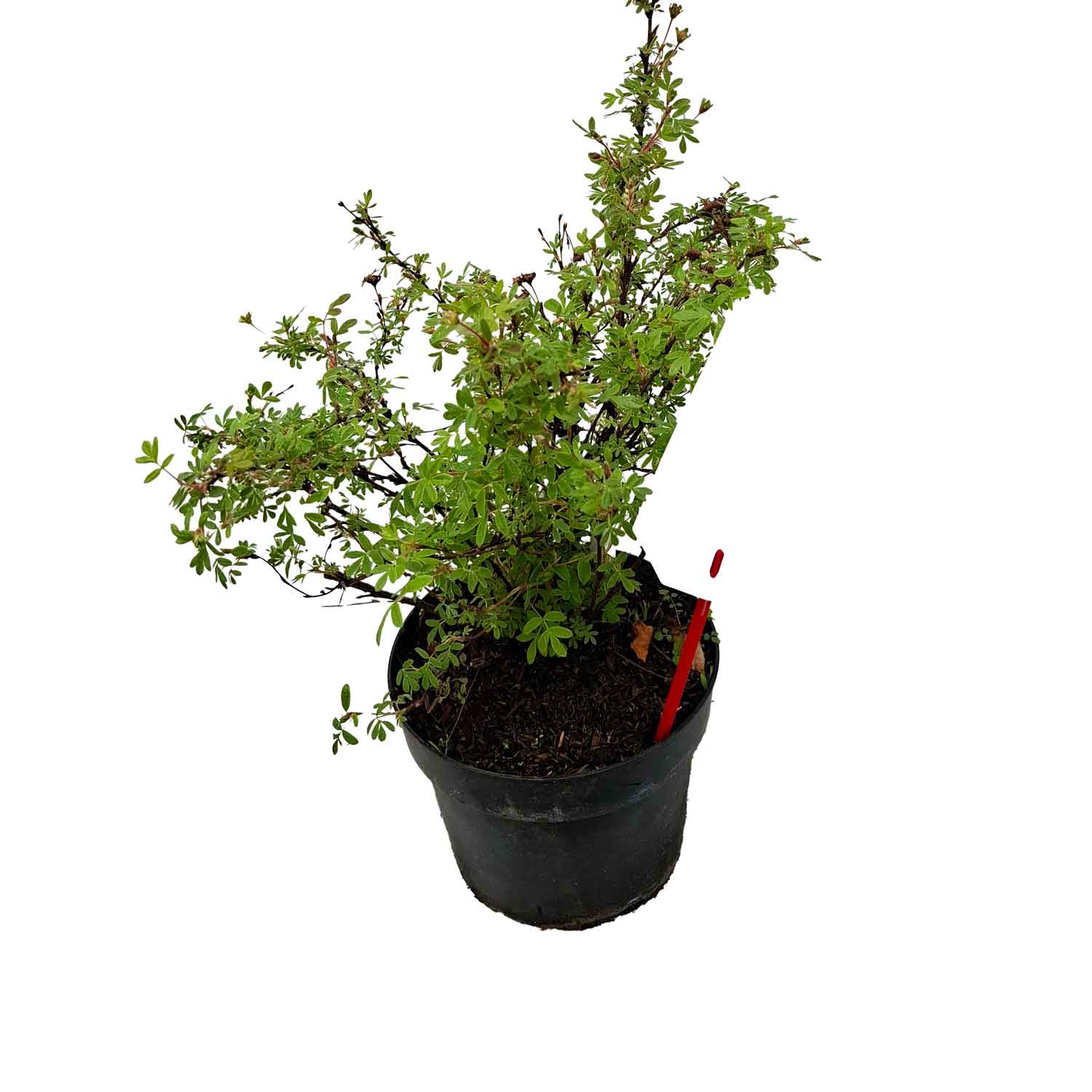 Potentilla frut. 'Abbotswood'