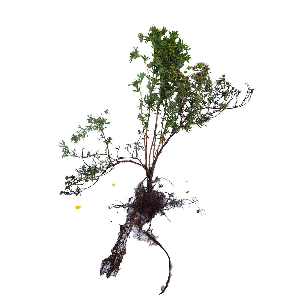 Potentilla fruticosa Goldfinger 3års 30-50