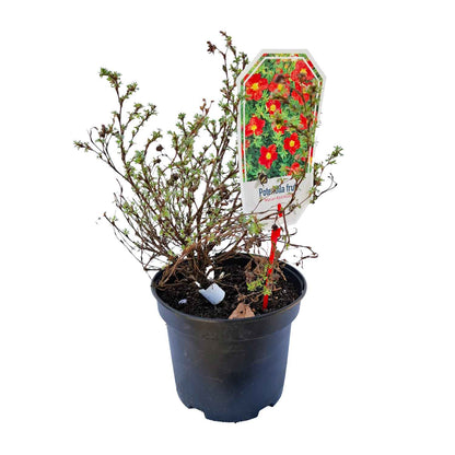 Potentilla frut. 'Marian Red Robin' 25/30 C3