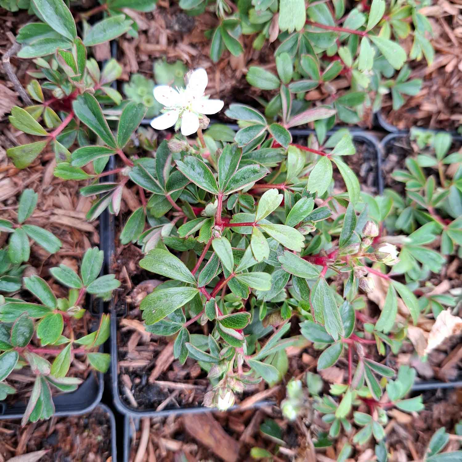 Potentilla tridentata 'Nuuk' P9