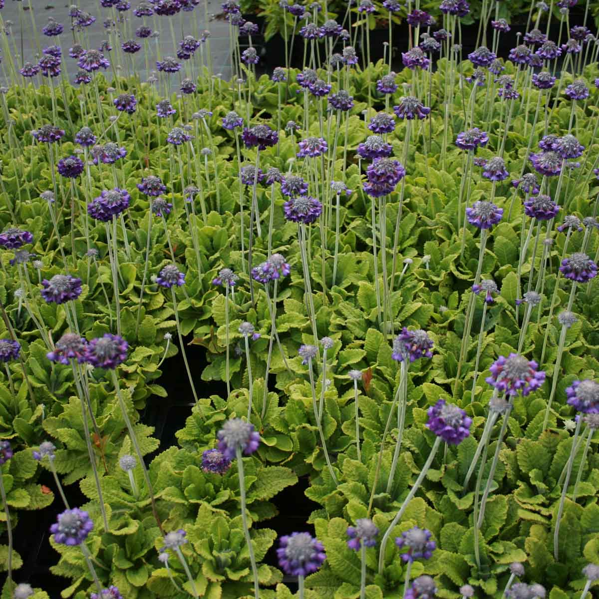 Primula capitata mooreana P9