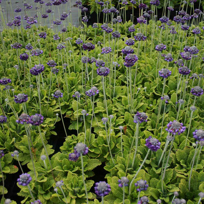 Primula capitata mooreana P9