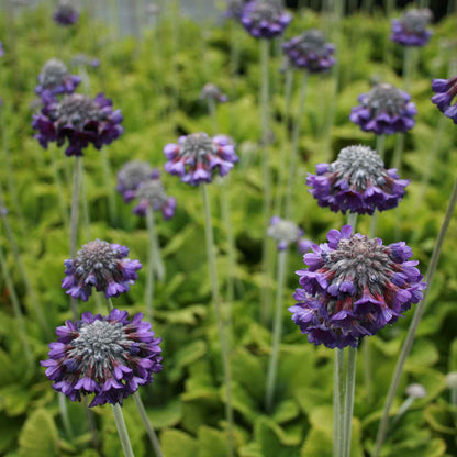 Primula capitata mooreana P9