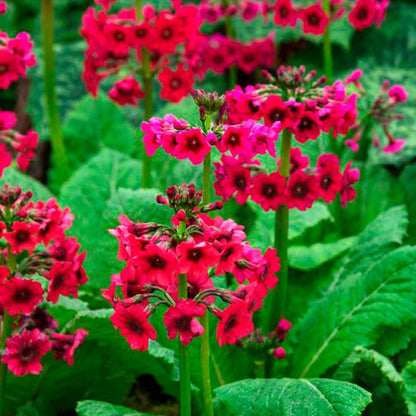 Primula japonica 'Miller's Crimson' P9