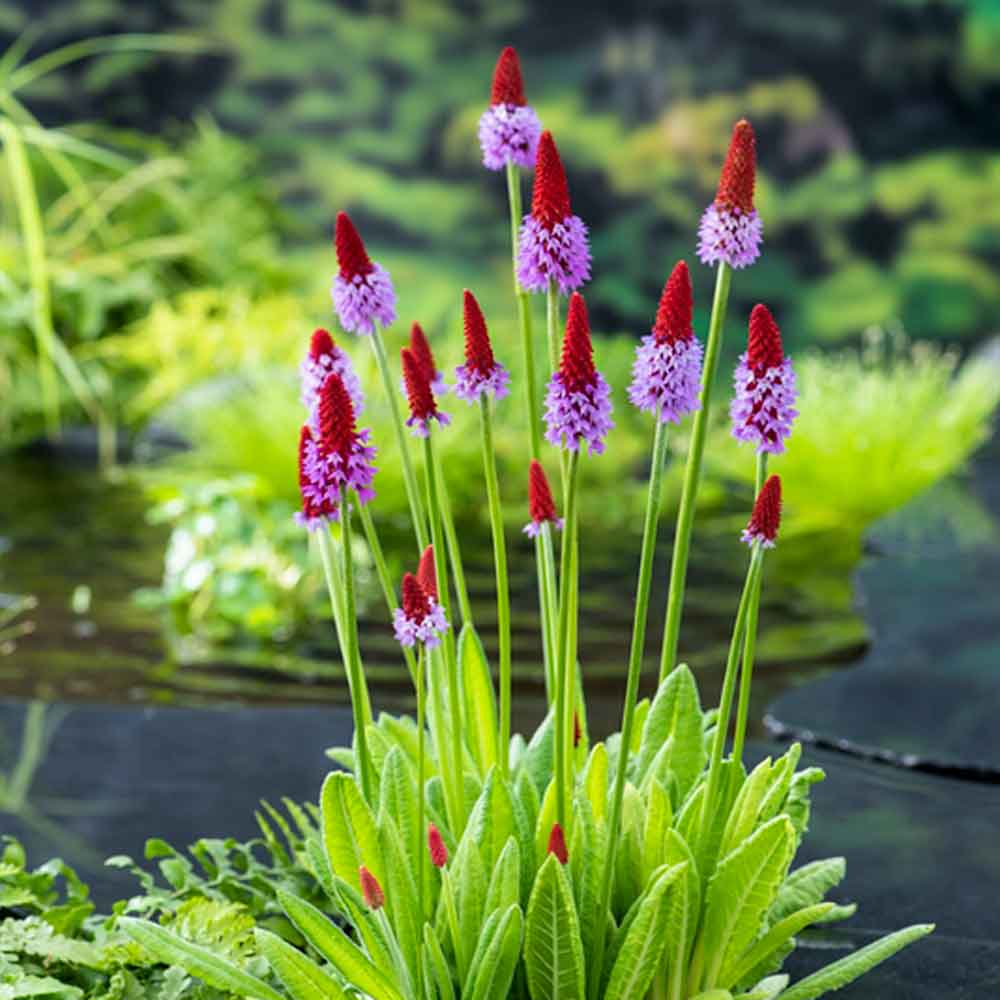 Primula vialii P9