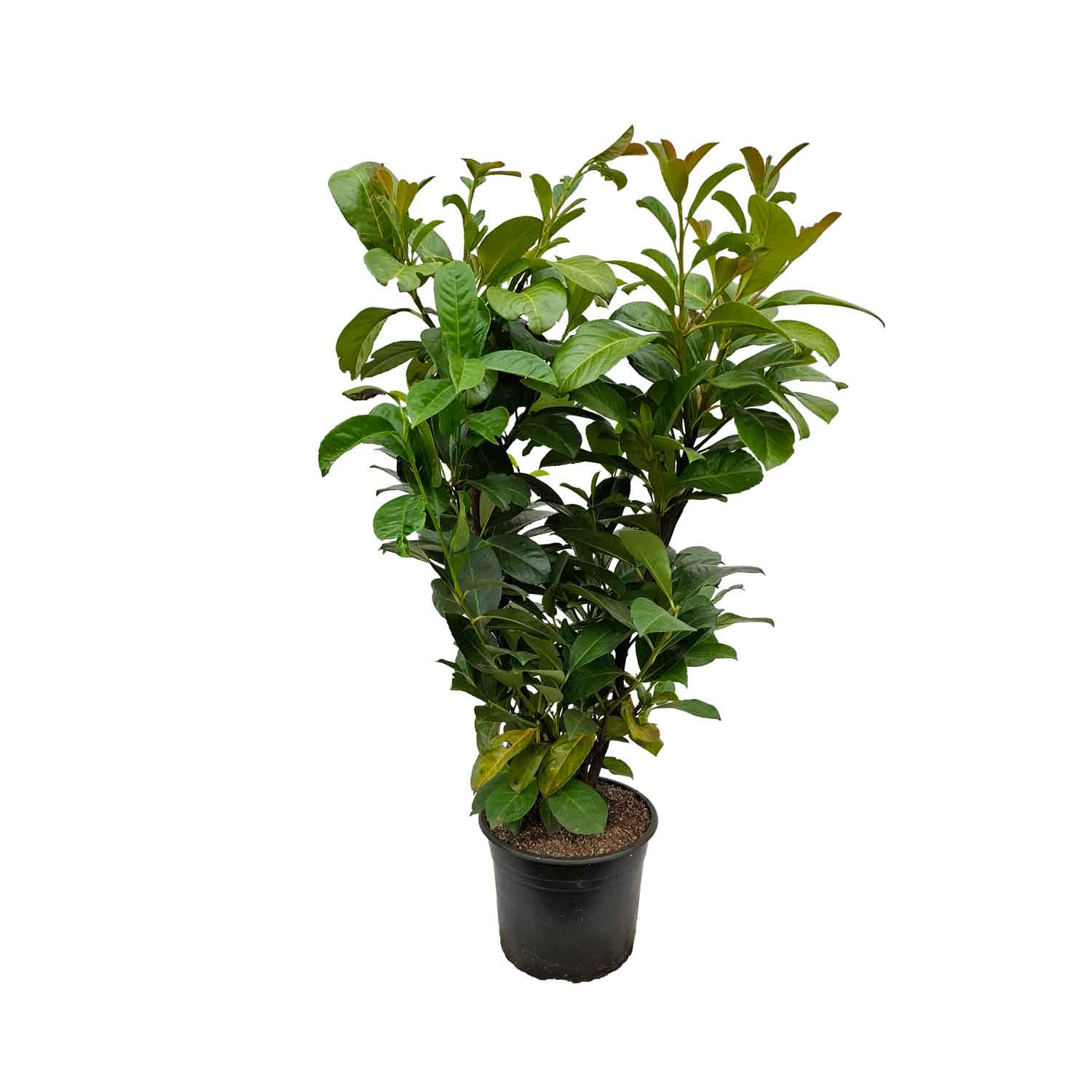 Prunus laurocerasus.'Etna' C5
