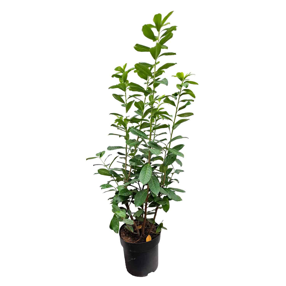 Prunus laurocerasus 'Novita' 100/125 C12