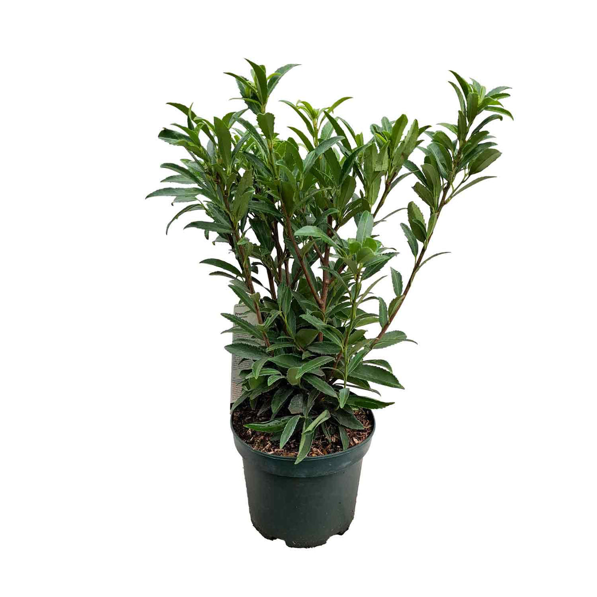 Prunus  laurocerasus Sofia 30/40 C3