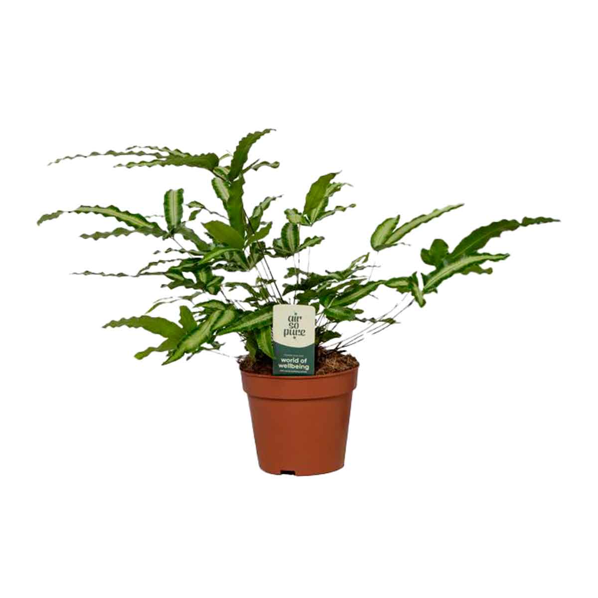Pteris cretica 'Albolineata' 12cm
