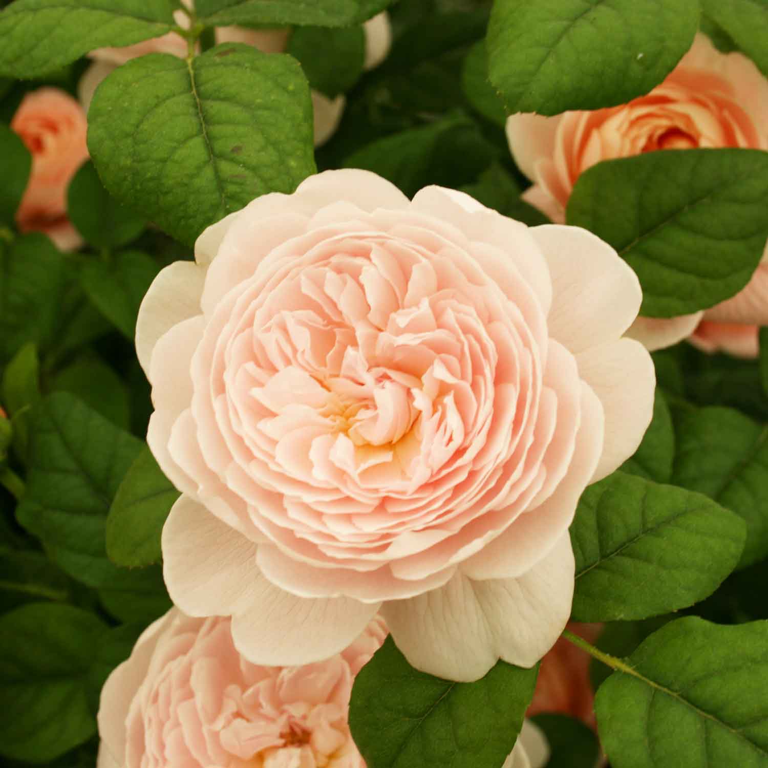 Rose 'Queen Of Sweeden' - ( Austiger)