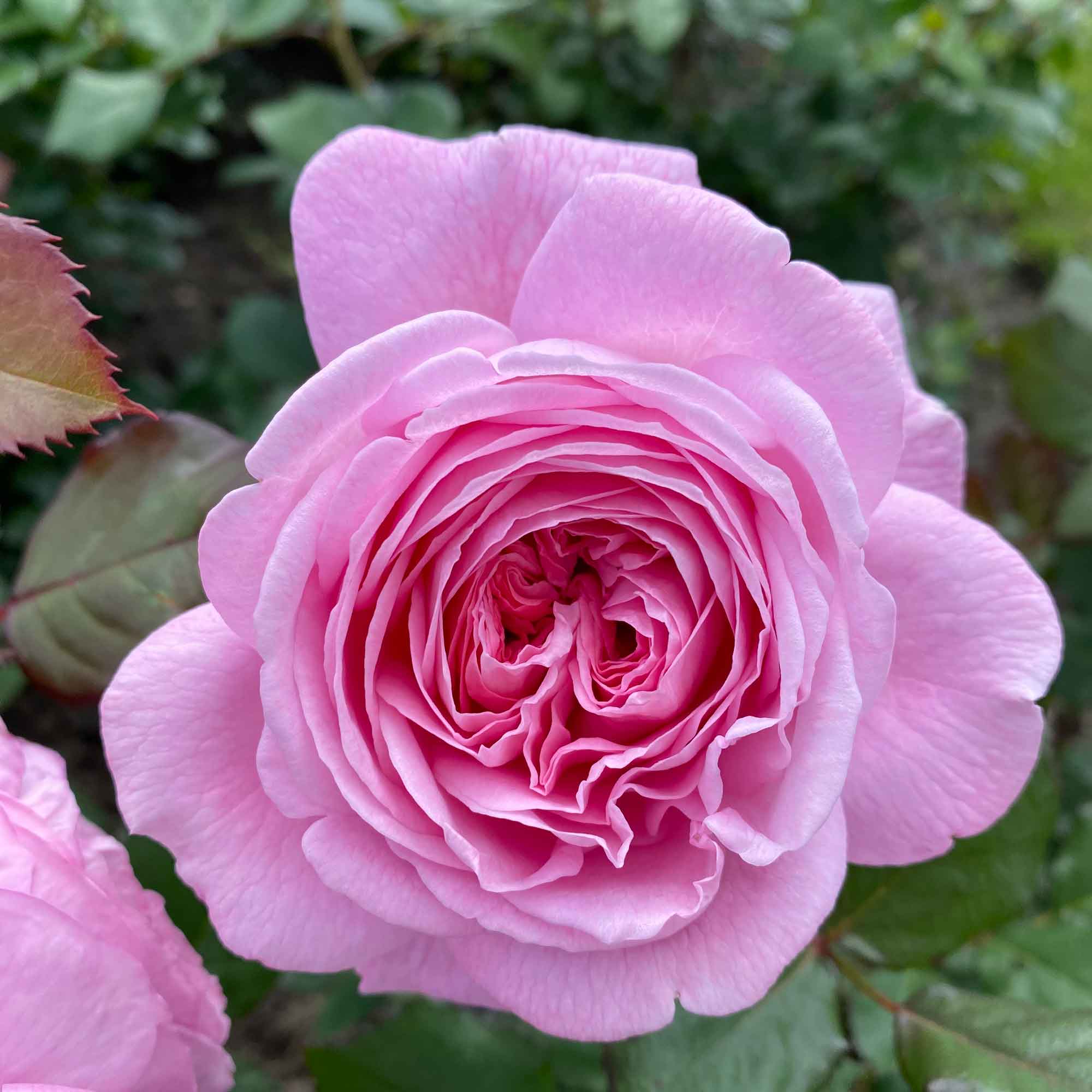 Rose Romantic Siluetta