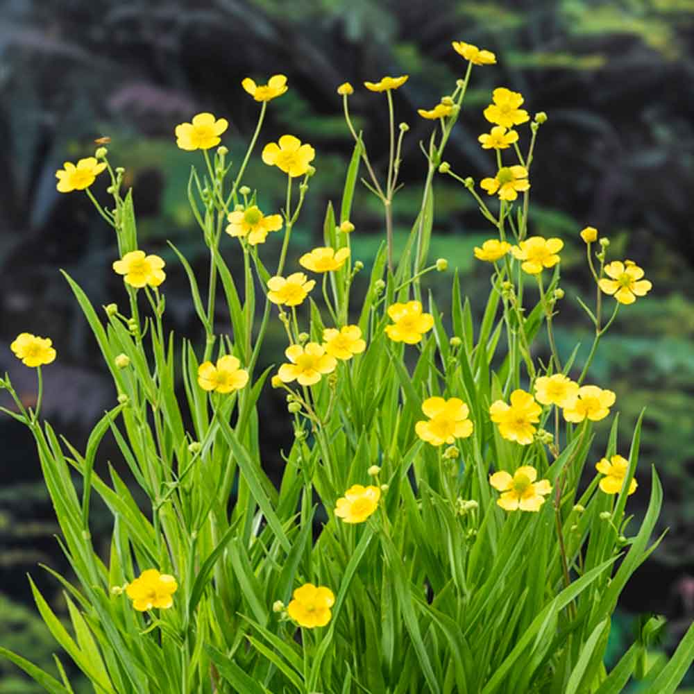 Ranunculus lingua P9