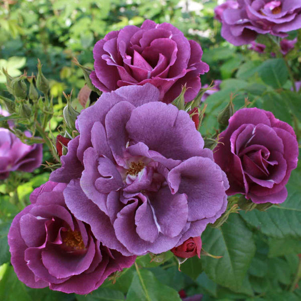 rhapsody in blue rose plant Rosa 'Rhapsody in Blue'