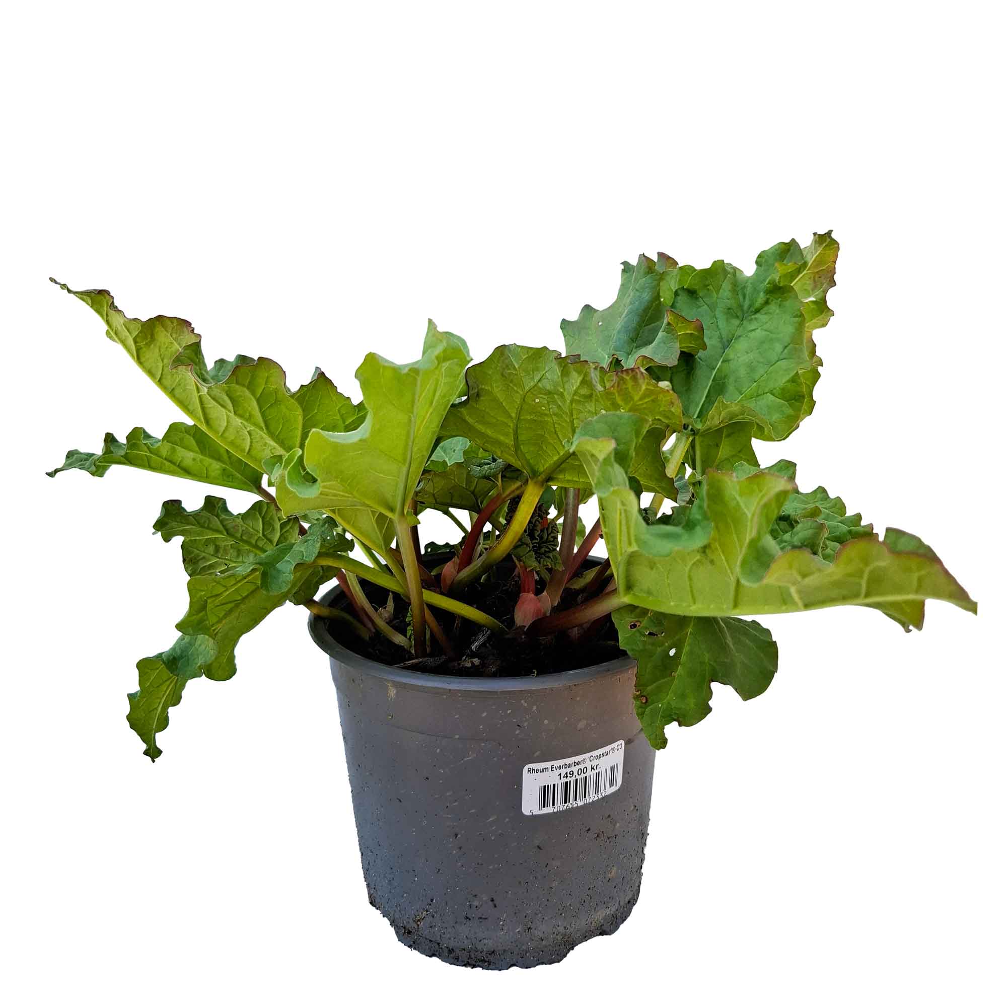 Rheum Everbarber® 'Cropstar'® C3
