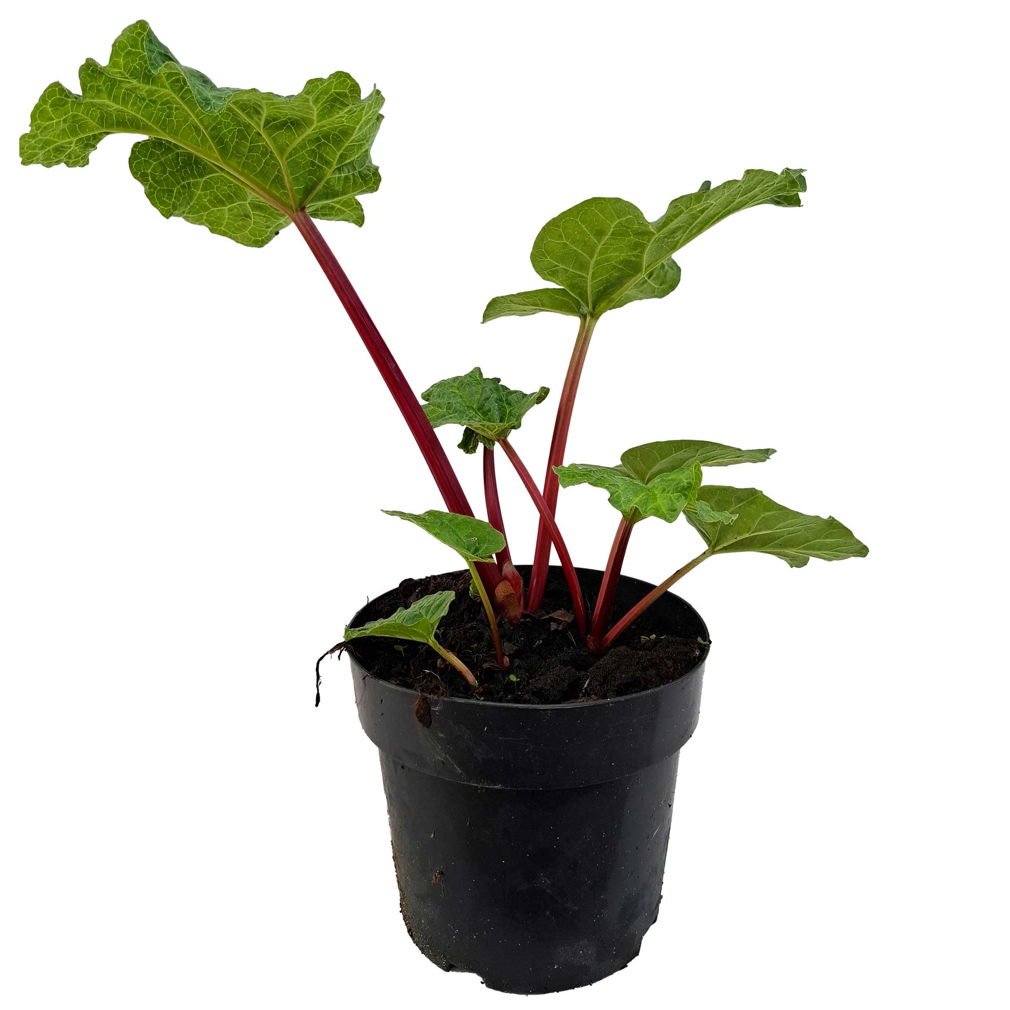 Frambozen 'Jordbær-Sen' Rheum Rhabarb IC 3,5L