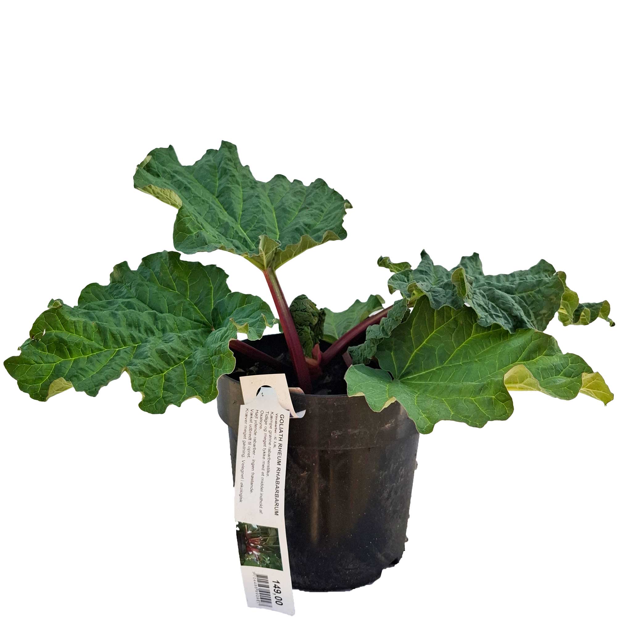 Rheum Goliath Vinrabarber 3,5L