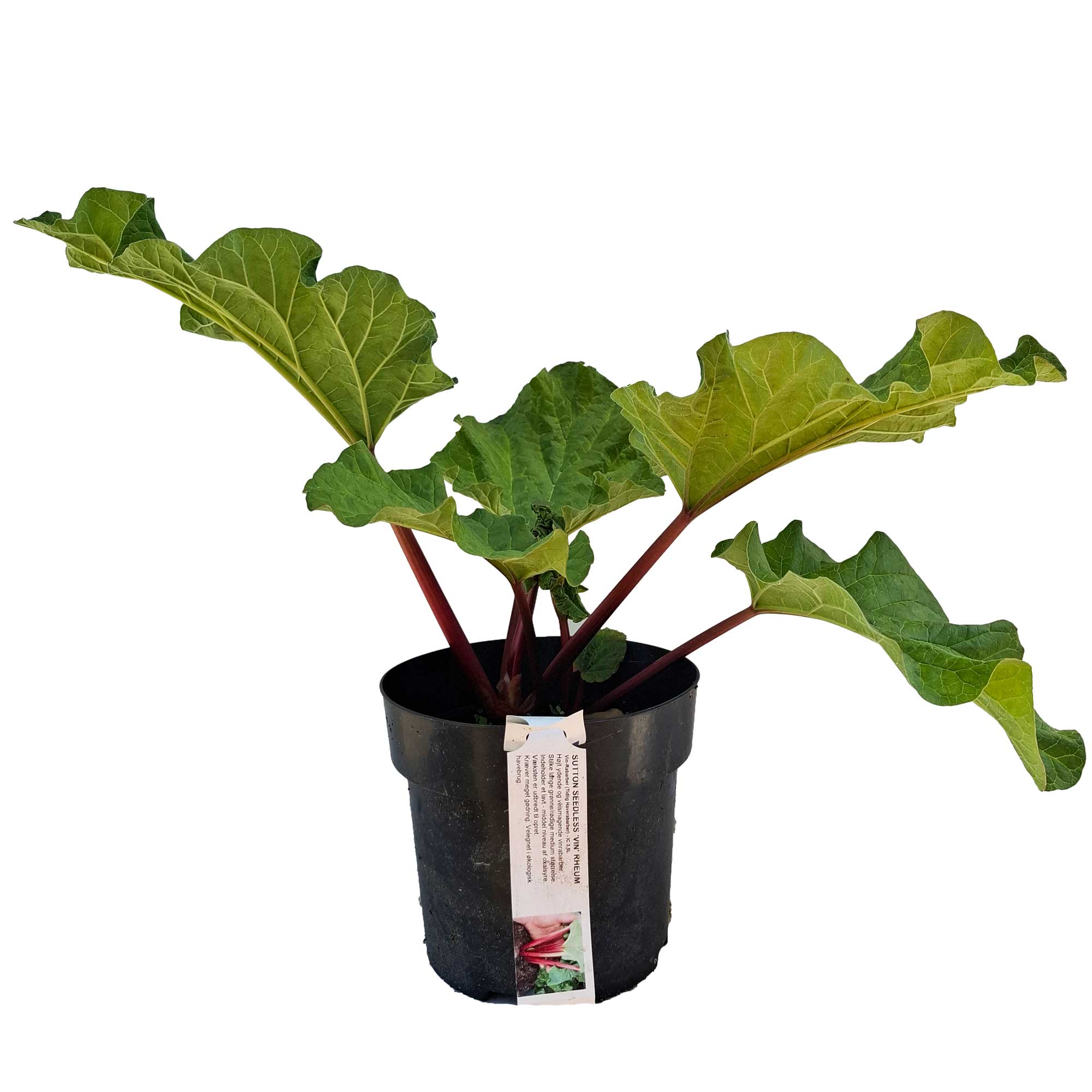 Sutton Seedless 'Vin' Rheum Rhabarbarum IC 3,5L