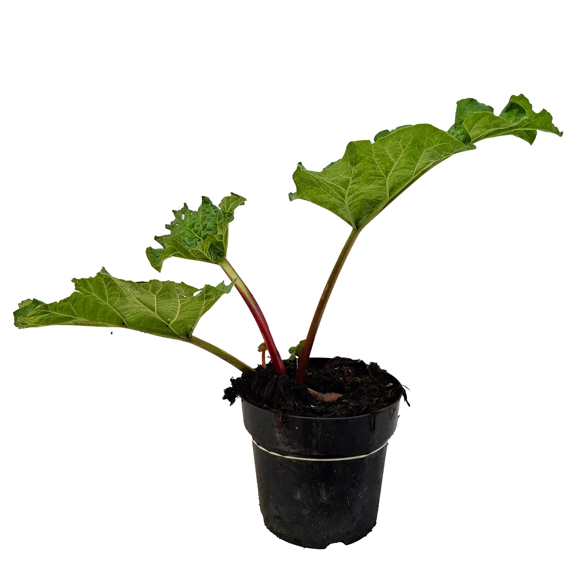 Rheum Victoria 3,5L