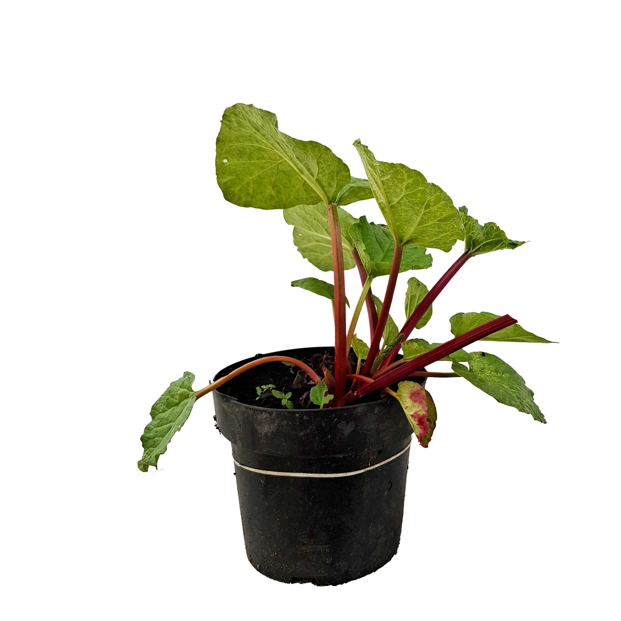 Rheum Timberly Early 3,5L Tidlig