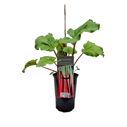 Rheum 'Fulton's Strawberry Surprise' C3 40-60