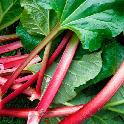 Rheum 'Fulton's Strawberry Surprise' C3 40-60