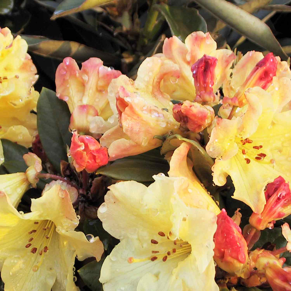 Rhododendron  'Nancy Evans' yellow  30/40 C5