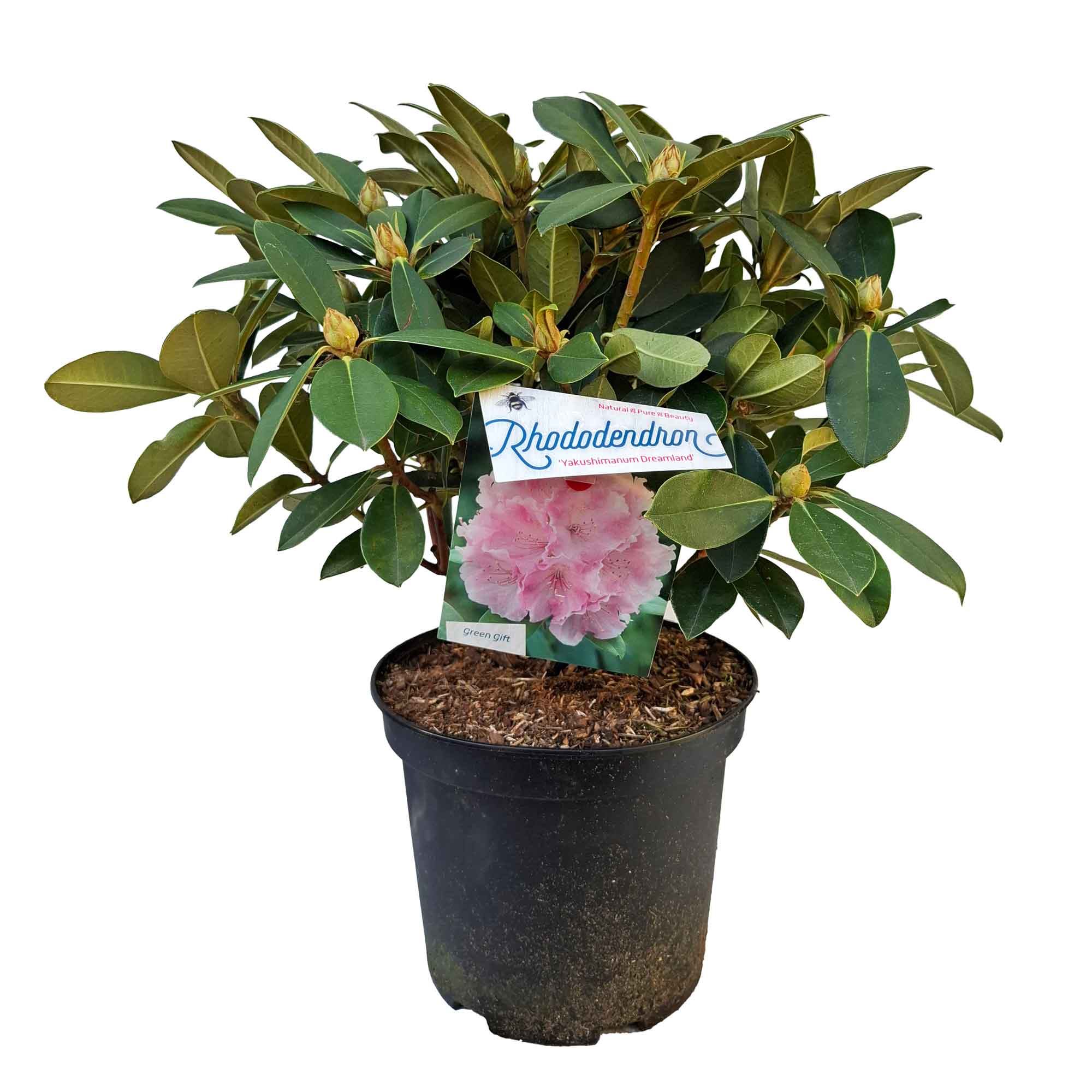 Rhododendron Yak. 'Drömland' 30/- C5