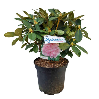 Rhododendron Yak. 'Drömland' 30/- C5