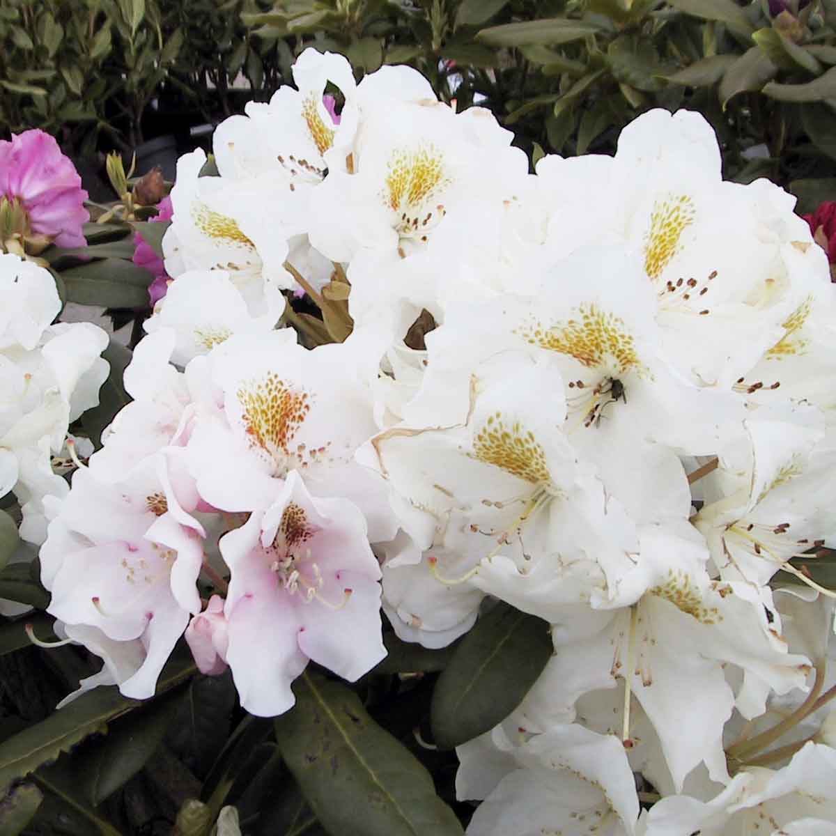 Rhodo (Y) 'Porzellan' white 40-50 cm C20