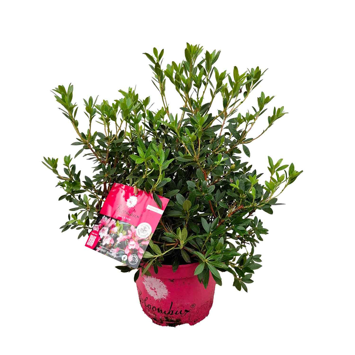 Rhododendron 'Bloombux' Magenta PBR 20-30 C2