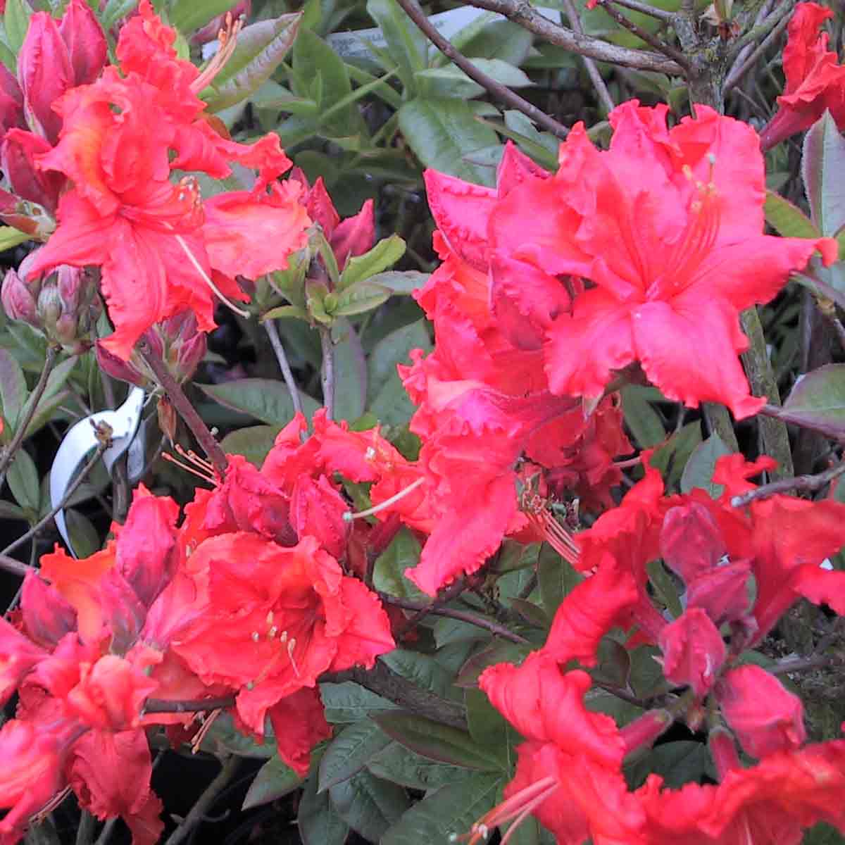 Rhododendron luteum 'Gibraltar' 5L