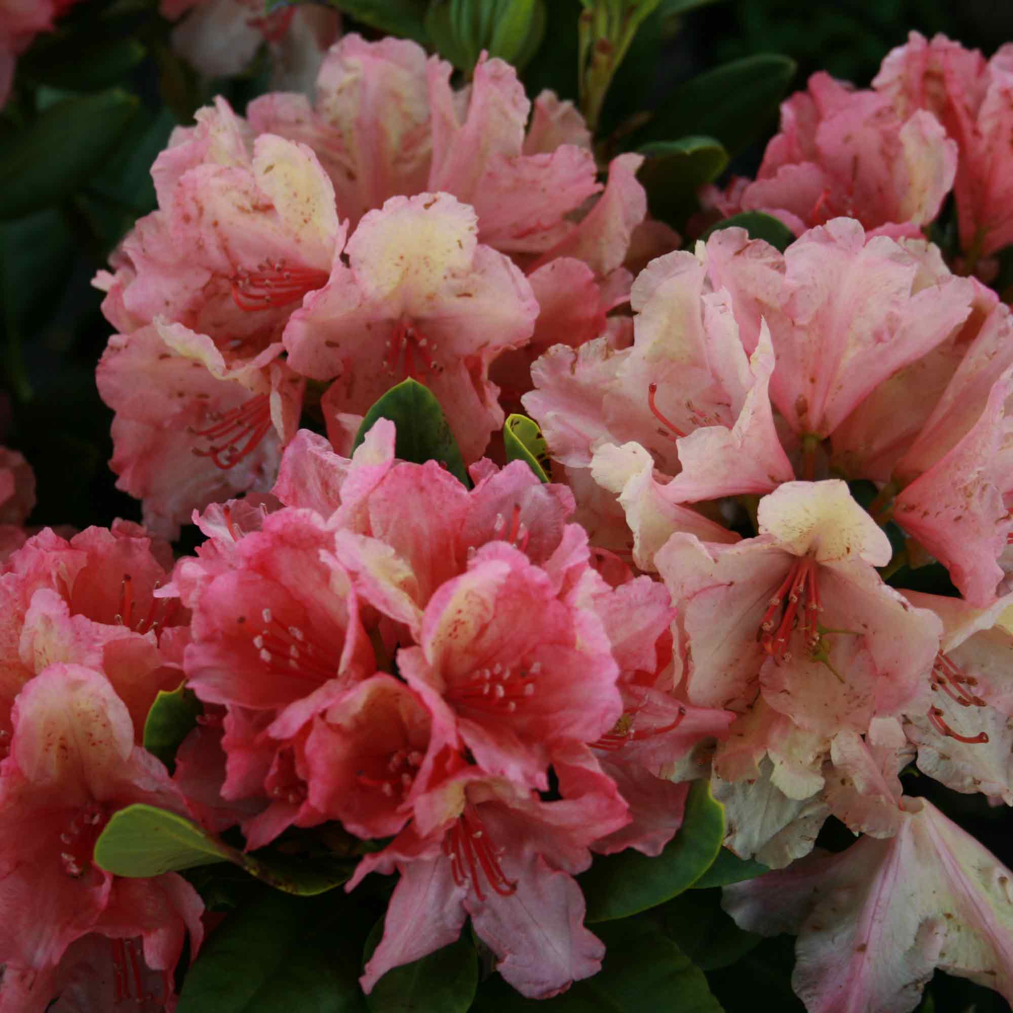 Rhododendron 'Brasilia' 30-40 - C5