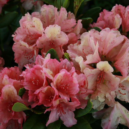 Rhododendron 'Brasilia' 30-40 - C5
