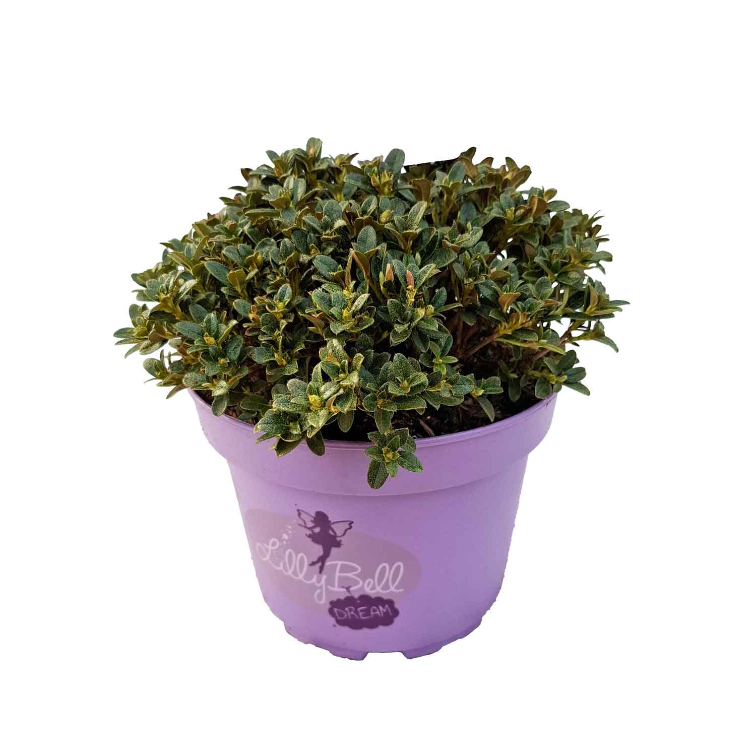 Rhododendron 'Lilly Bell Dream' 3L Deko lila