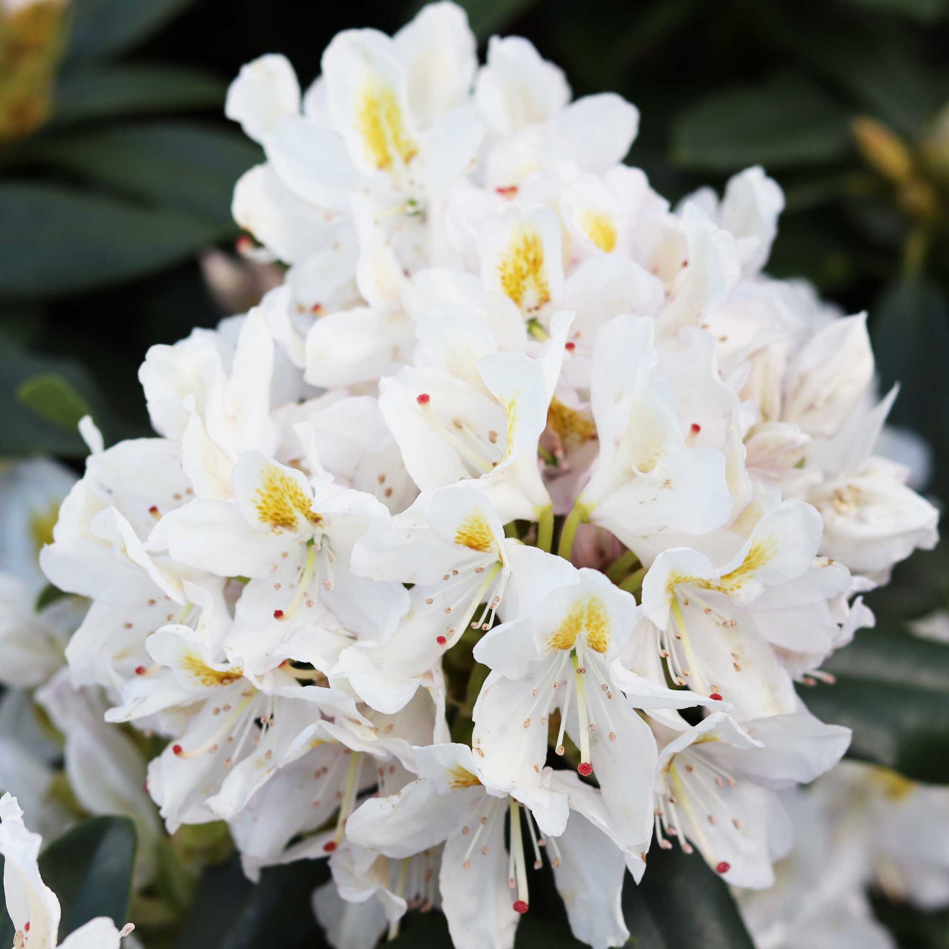 Rhododendron 'Madame Masson' 5L