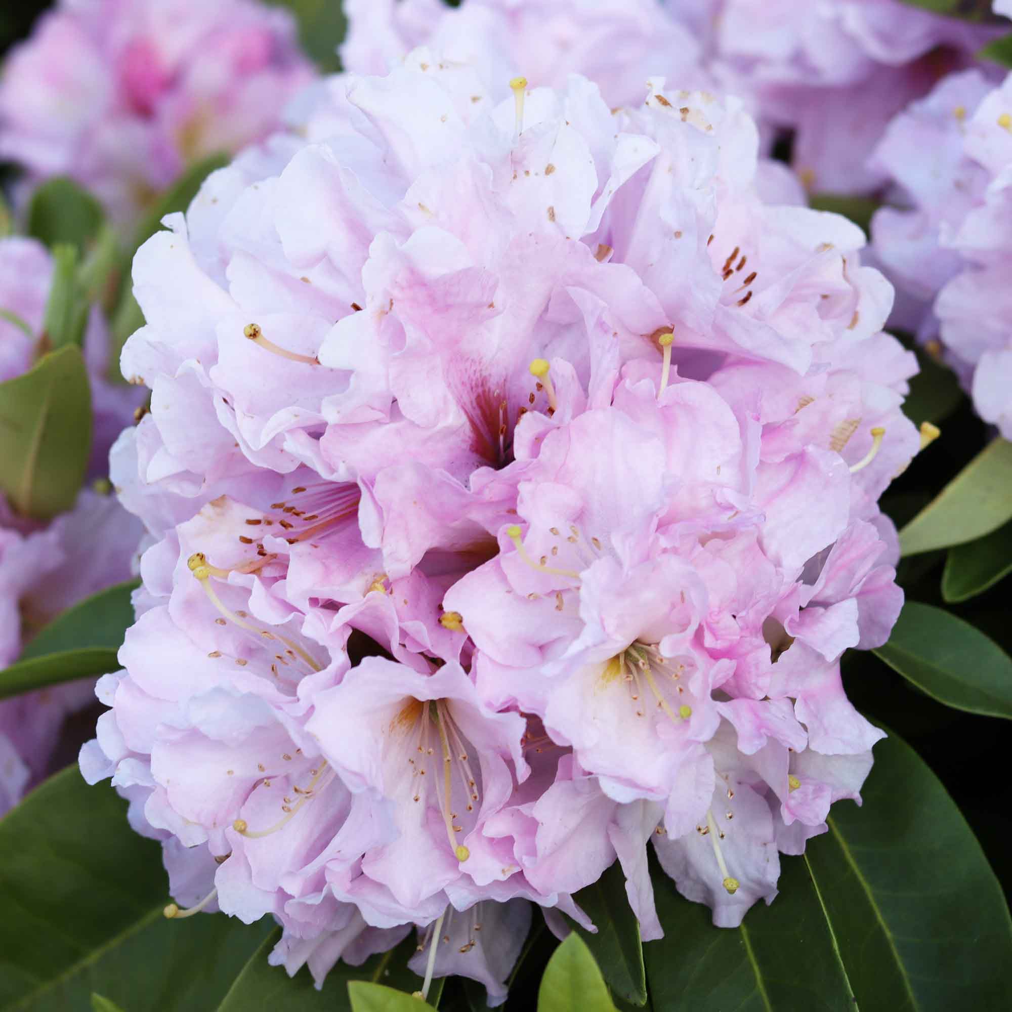 Rhodo 'Onkel Dines' light pink 30-40 cm C10